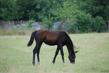 Naklejka na ściany i meble A young foal grazes in a meadow. A young black-brown horse is grazing in a wide meadow with short green grass. She bowed her head to the ground and was eating grass. The foal is 2-3 months old.