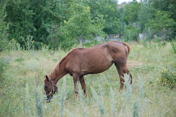 An adult horse grazes in a meadow. A brown horse grazes in a wide meadow among tall grass. She bowed her head to the ground and was eating grass. She is tied by the reins.