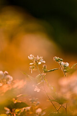 Blackberry (Rubus sect. Rubus) shrub with white flowers and leaves illuminated by the backlight of...
