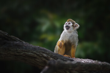 Common Squirrel Monkey (Saimiri sciureus)