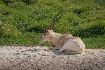 Addax Antelope (Addax nasomaculatus) - Horned Antelope