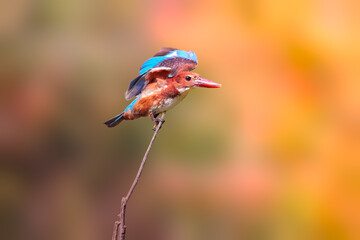 White-throated Kingfisher Halcyon smyrnensis the puffy brown and blue wings bird perching on the branch with spiky hair looks toward the photographer