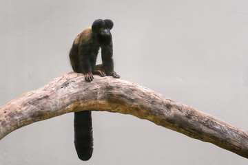 Black Bearded Saki monkey (Chiropotes satanas)