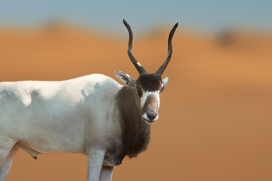 Addax Antelope (Addax nasomaculatus) - Horned Antelope