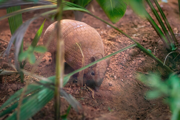 Brazilian Three-banded Armadillo (Tolypeutes tricinctus)
