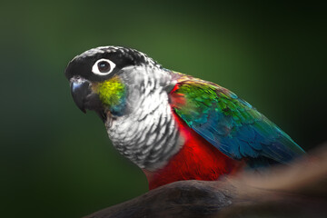 Crimson-bellied Parakeet bird (Pyrrhura perlata)