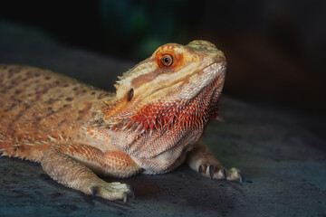 Central Bearded Dragon Lizard (Pogona vitticeps)