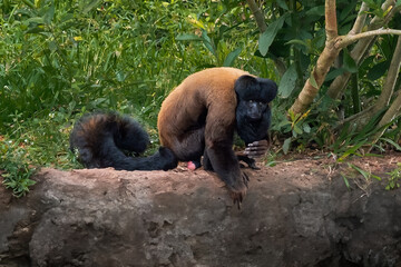 Reddish-brown Bearded Saki monkey (Chiropotes sagulatus)