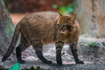 Pampas Cat (Leopardus colocolo) - South American feline