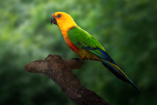 Jandaya Parakeet bird (Aratinga jandaya)