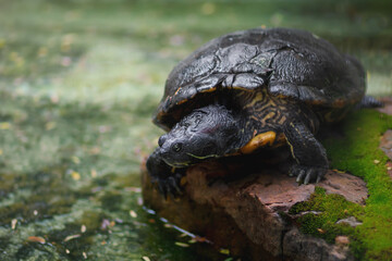 Scorpion Mud Turtle (Kinosternon scorpioides)