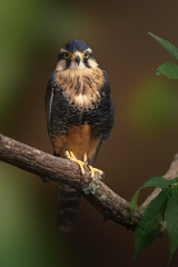 Aplomado Falcon (Falco femoralis) - bird of prey