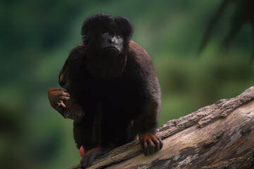 Black Bearded Saki monkey (Chiropotes satanas)