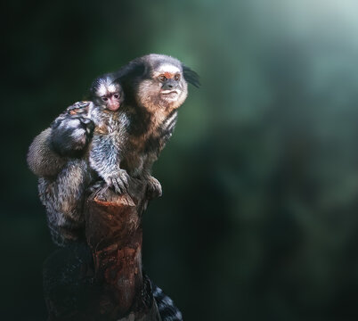 Black-tufted Marmoset monkey mother and babies (Callithrix penicillata)