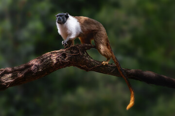 Pied Tamarin monkey (Saguinus bicolor)