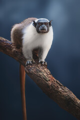 Pied Tamarin monkey (Saguinus bicolor)