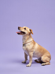 Happy dog with in studio. A joyful canine beams, sporting a vibrant kerchief in a lilac setup