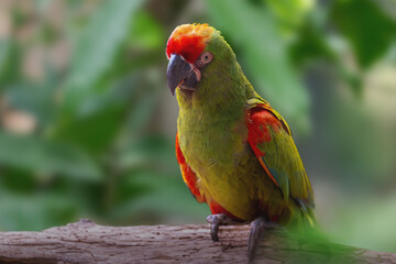 Red-fronted Macaw parrot (Ara rubrogenys)