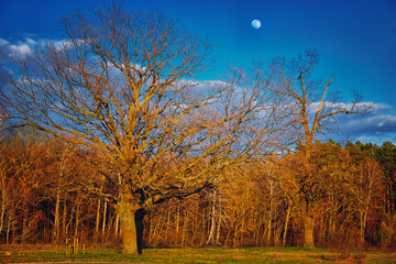 Fototapeta premium A clear sky with a visible moon above a forest with leafless trees and dry grass.