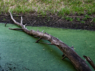 A bare, leafless branch is seen against green algae.