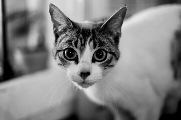 Gato Callejero sorprendido al colarse por la ventana de la cocina
