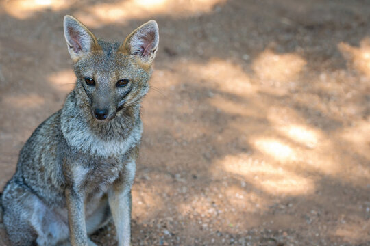 Hoary Fox (Lycalopex vetulus) - Brazilian canid