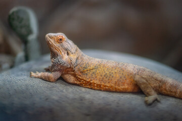 Naklejka na ściany i meble Central Bearded Dragon Lizard (Pogona vitticeps)