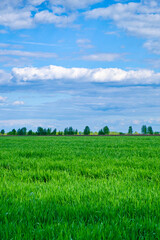 Fototapeta na wymiar The image shows a vast, green field under a clear, blue sky with scattered white clouds. Trees are visible lining the horizon.