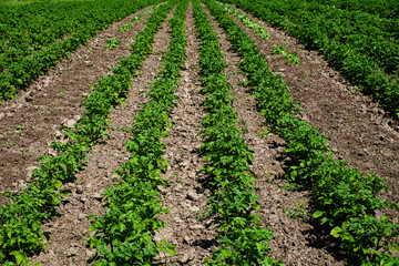 Fototapeta na wymiar A cultivated field with emerging green crops.