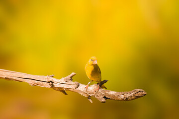 green finch carduelis chlorisHigh quality photo