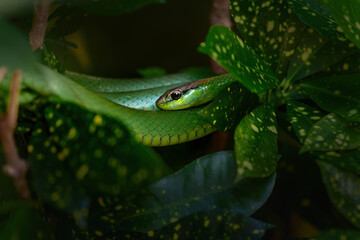 South American Green Racer Snake (Philodryas olfersii)
