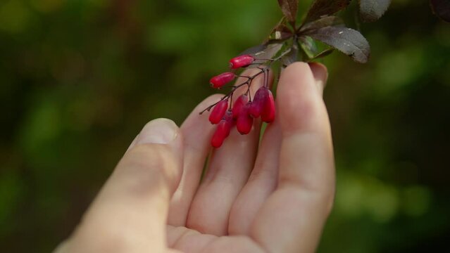  Red barberry growing on a branch of shrub close-up. Woman hand taking barberry . Berries with vitamins and minerals .Harvesting. Food and drink concept. 