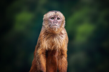 White-fronted Capuchin monkey (Cebus albifrons) - obrazy, fototapety, plakaty