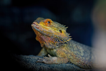 Central Bearded Dragon Lizard (Pogona vitticeps)