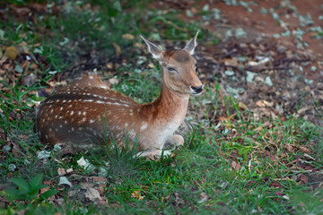 Female European Fallow Deer (Dama dama)