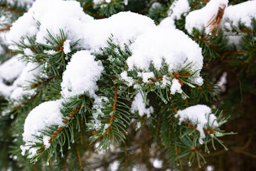 Spruce branches under the snow on a winter day
