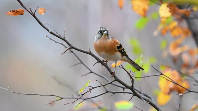 Brambling, Fringilla montifringilla. In the wild. Close up. A bird is sitting on a branch in the autumn forest.