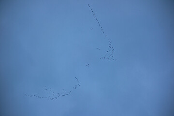 A flock of migratory birds flies high in the sky in the shape of a wedge