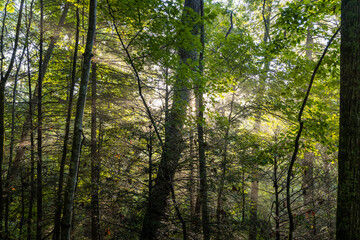 Fototapeta premium sun rays in the forest