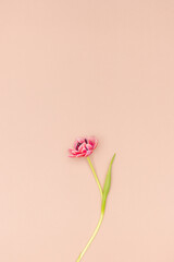Pink peony tulip flower on a blush pink background