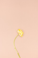 Yellow peony tulip flower on pink background