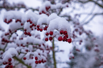 Hawthorn tree with fruits with adhering snow.