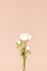 White rose flower with buds on pink background