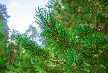 Fototapeta na wymiar pine branches close-up, forest in summer, trees in a pine forest, coniferous forest