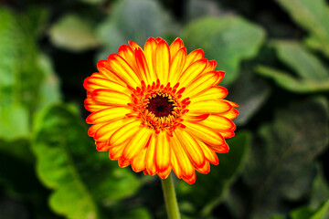 Bright flower in the middle of the garden