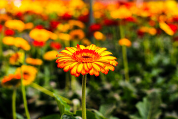 Beautiful yellow and red flower