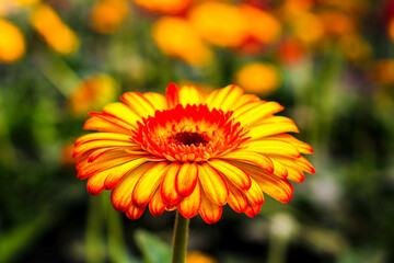 Beautiful Garden Flower