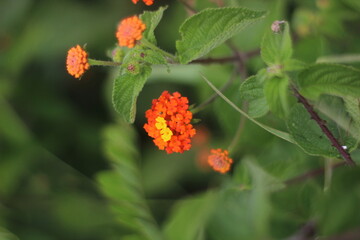 Garden flower