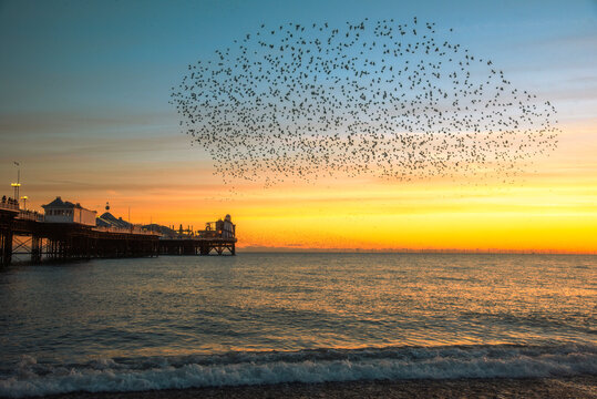 The Starling Murmuration over Brighton Pier at Dusk
