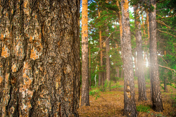 Close up of forest pine with blurry sunlight and trees on back ground, pine forest